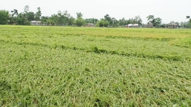 হিলিতে কালবৈশাখী ঝড়ে ফসলের ব্যাপক ক্ষতির আশংকা