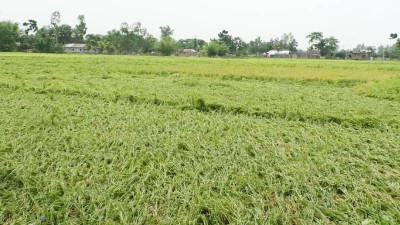 হিলিতে কালবৈশাখী ঝড়ে ফসলের ব্যাপক ক্ষতির আশংকা