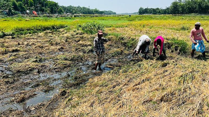 রোহিঙ্গা ক্যাম্পের দূষিত বর্জ্যে নষ্ট ৫০ একর জমির বোরো