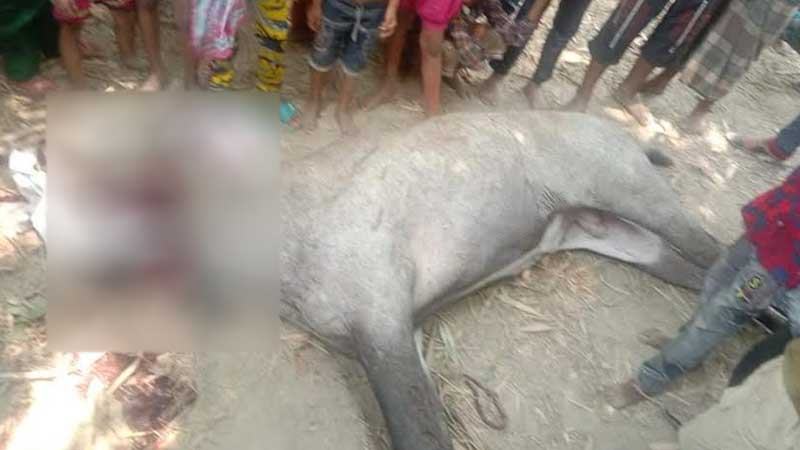 ঠাকুরগাঁওয়ে নীলগাই ধরে জবাই করল গ্রামবাসী