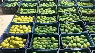 রাজশাহীর আম বাজারে আসছে আজ