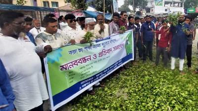 পঞ্চগড়ে চা পাতার দাম না পেয়ে ক্ষুব্ধ চাষীরা