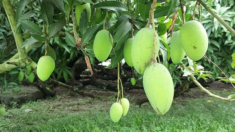 চাঁপাইনবাবগঞ্জে আম পাকলেই বাজারজাতকরণ