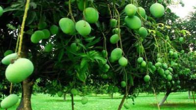 চুয়াডাঙ্গায় আম সংগ্রহ শুরু কাল