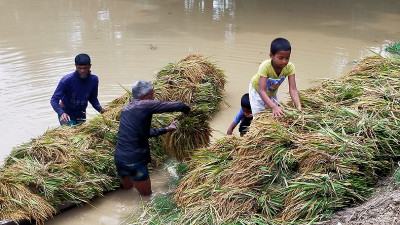 নেত্রকোনার বাঁধ ভেঙে তলিয়ে যাচ্ছে ফসলি জমি