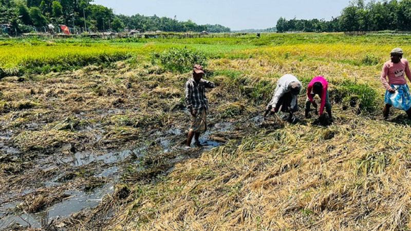 রোহিঙ্গা ক্যাম্পের বর্জ্য অপসারণের নির্দেশনা