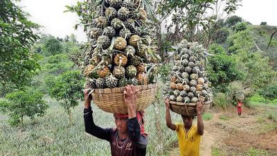 বছরে দেড় লাখ টনের অধিক আনারস উৎপাদন