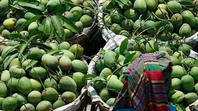 ফজলি আমের স্বত্ব রাজশাহী ও চাঁপাইনবাবগঞ্জের