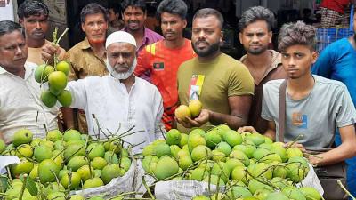 সাতক্ষীরার হিমসাগর যাচ্ছে ইউরোপে