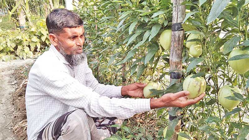 খুলনায় চাষ হচ্ছে অস্ট্রেলিয়ার ফল পেপিনো মেলন
