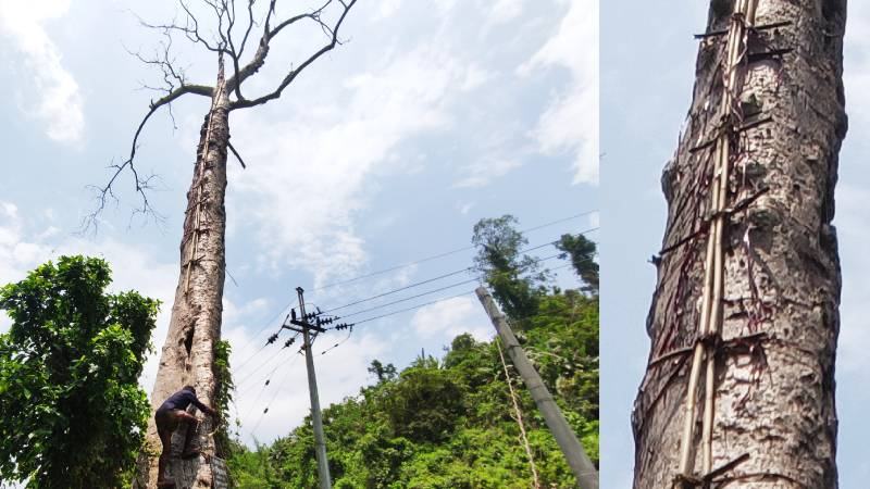 শতবর্ষী গাছ থেকে ধ্বংস করা হলো পাখি শিকারের মই