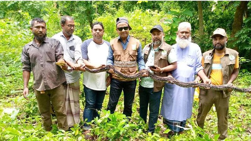 রাঙামাটির কাপ্তাই জাতীয় উদ্যানে অজগর সাপ অবমুক্ত