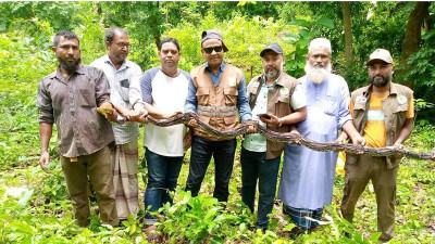 রাঙামাটির কাপ্তাই জাতীয় উদ্যানে অজগর সাপ অবমুক্ত