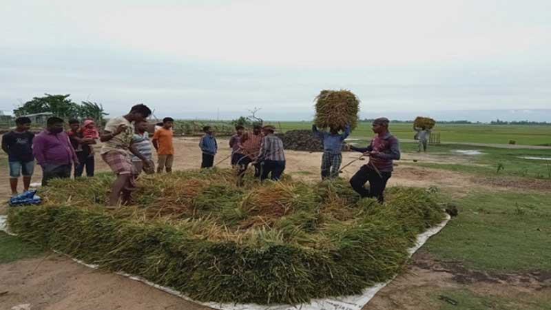 সিরাজগঞ্জে আগামীকালের মধ্যে ফসল কাটার নির্দেশ