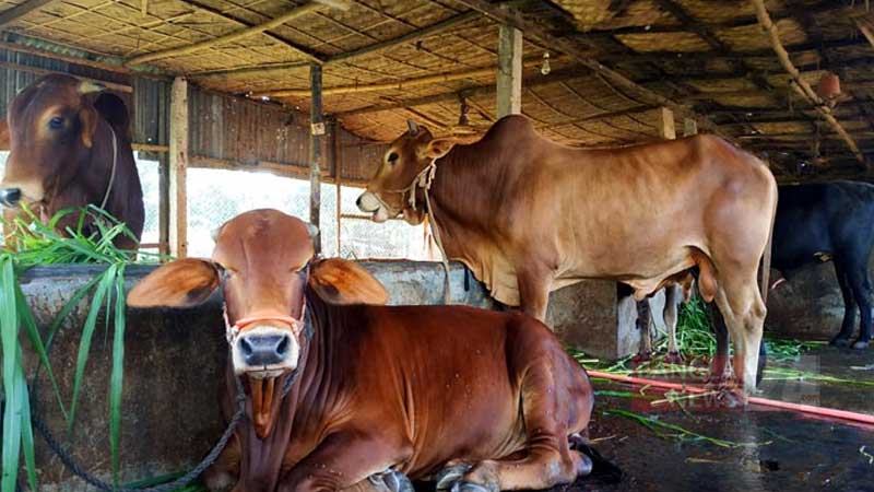 বন্ধ হয়ে যাচ্ছে সিলেটের ছোট ও মাঝারি খামার