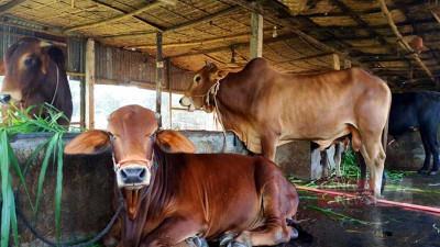 বন্ধ হয়ে যাচ্ছে সিলেটের ছোট ও মাঝারি খামার