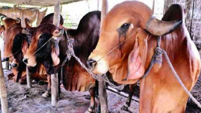 খুলনায় কোরবানির জন্য প্রস্তুত ৮ লাখ ৭৯ হাজার পশু