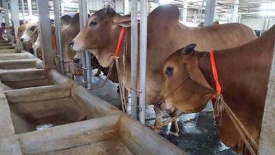 ঝালকাঠিতে ব্যাহত হচ্ছে গবাদি পশুর চিকিৎসাসেবা