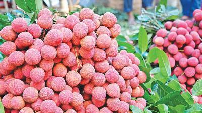 দিনাজপুরের বেদানা লিচুর চাহিদা দেশজুড়ে