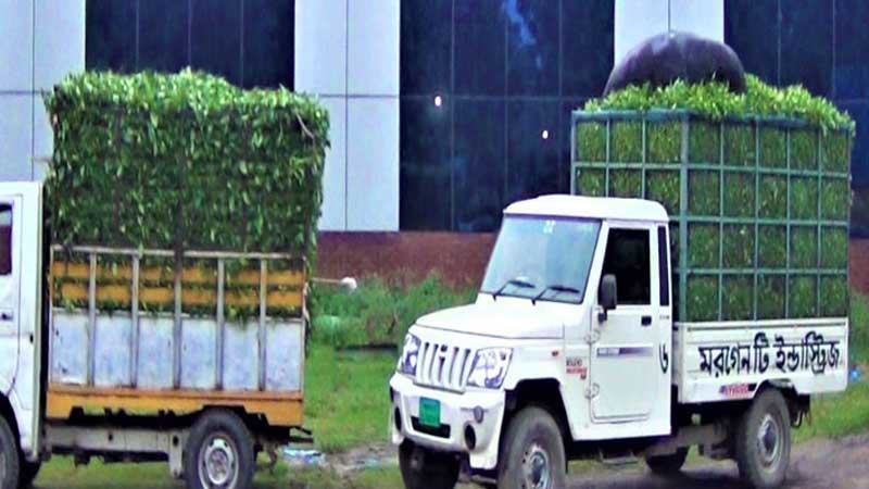 পঞ্চগড়ে চা পাতা কেনা বন্ধ, বিপাকে চাষীরা