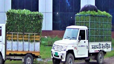 পঞ্চগড়ে চা পাতা কেনা বন্ধ, বিপাকে চাষীরা