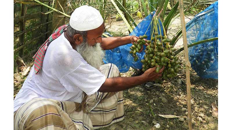 বগুড়ায় চাষ হচ্ছে সৌদি আরবের খেজুর আজোয়া