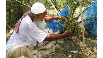 বগুড়ায় চাষ হচ্ছে সৌদি আরবের খেজুর আজোয়া