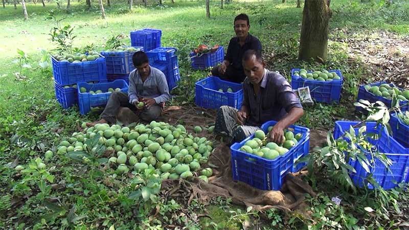 ঝিনাইদহের আম যাচ্ছে ইউরোপের বিভিন্ন দেশে