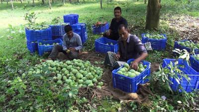 ঝিনাইদহের আম যাচ্ছে ইউরোপের বিভিন্ন দেশে