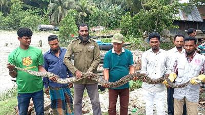শরণখোলায় উদ্ধার অজগর বনে অবমুক্ত