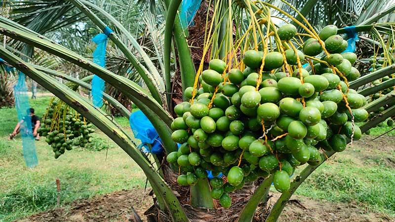 নাটোরে চাষ হচ্ছে আরবের খেজুর