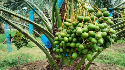 নাটোরে চাষ হচ্ছে আরবের খেজুর