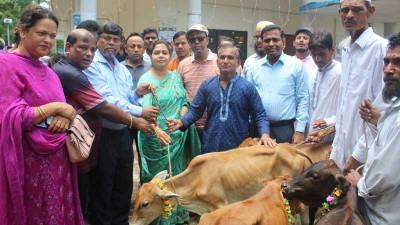 ঝালকাঠিতে জেলেদের মাঝে বাছুর বিতরণ