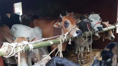 চাঁপাইনবাবগঞ্জ থেকে পশুবাহী ট্রেন চলাচল ৬ জুলাই শুরু