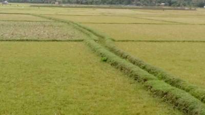 সাতক্ষীরায় আমন বীজতলা তৈরি করতে পারছেন না চাষীরা