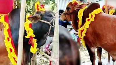 ব্রাহ্মণবাড়িয়ায় পশুরহাটে জায়েদ খান ও শাকিব খান!