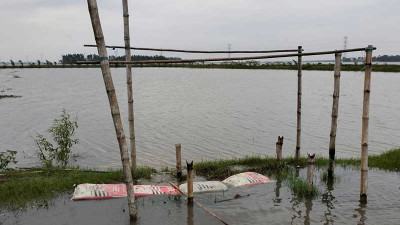 বগুড়ায় বন্যায় ভেসে গিয়েছে ৭৮ পুকুরের মাছ