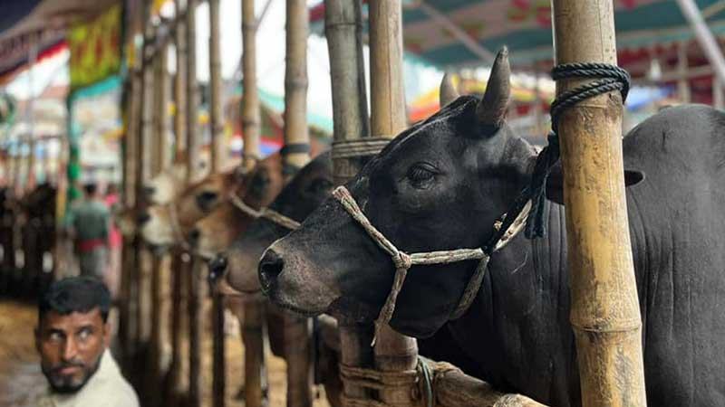 বন্যার প্রভাবে সিলেটে জমেনি কোরবানির পশুর হাট
