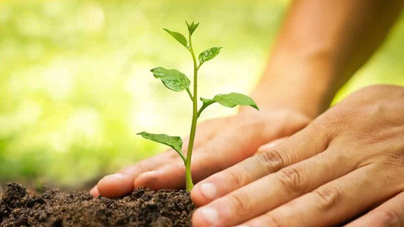 মাদক মামলার সাজা ১০০ বৃক্ষরোপন, হতে হবে পরিবারের প্রতি যত্নশীল