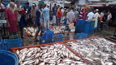 বরিশালের নদনদীতে ভরা মৌসুমেও ইলিশ মিলছে না