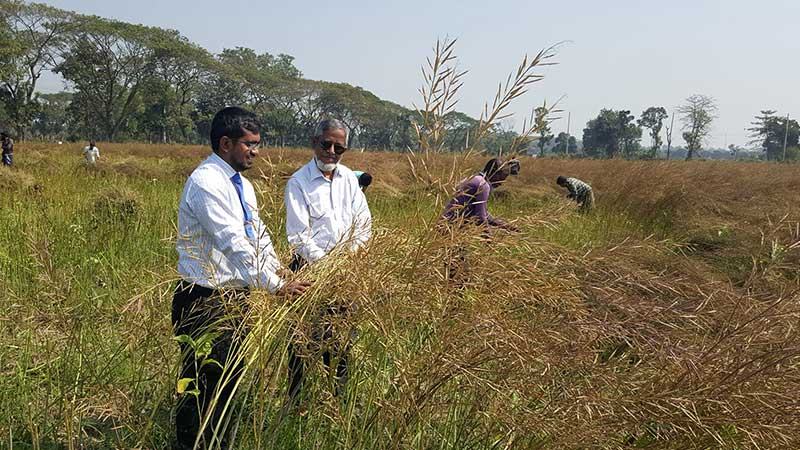বাকৃবির গবেষকদের সরিষার উচ্চফলনশীল পাঁচটি জাত উদ্ভাবন