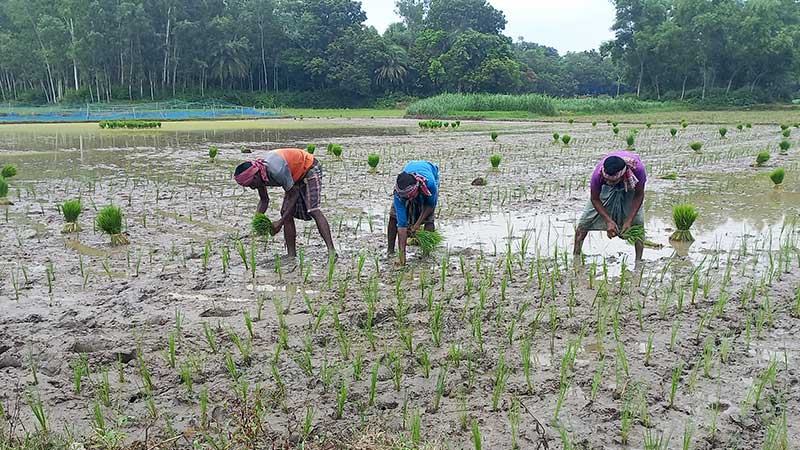 শ্রাবণের বৃষ্টিতে বগুড়ায় আমন চারা রোপণে ব্যস্ত চাষীরা