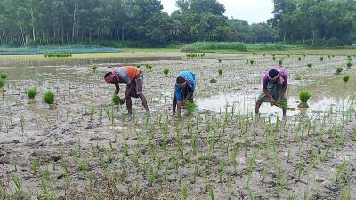শ্রাবণের বৃষ্টিতে বগুড়ায় আমন চারা রোপণে ব্যস্ত চাষীরা