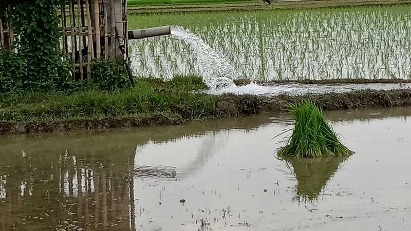 সাতক্ষীরায় সেচ দিয়ে আমন চাষ করছেন কৃষক