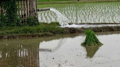 সাতক্ষীরায় সেচ দিয়ে আমন চাষ করছেন কৃষক