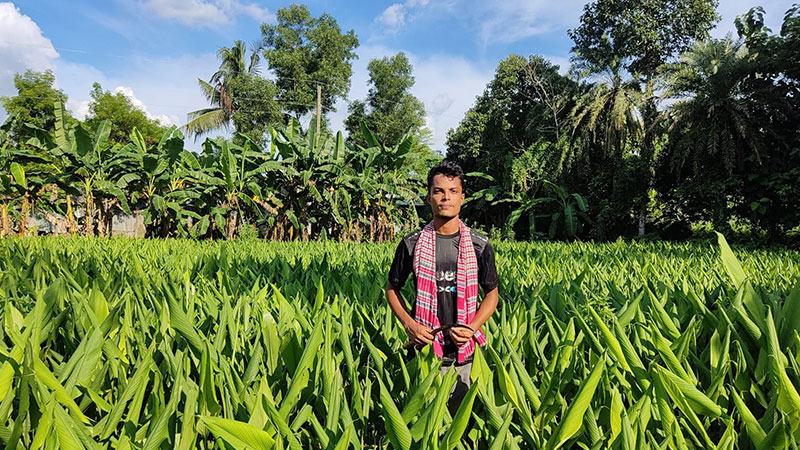 সখীপুরে হলুদ চাষে লাভবান হচ্ছেন কৃষক