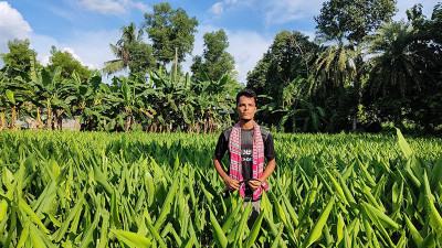 সখীপুরে হলুদ চাষে লাভবান হচ্ছেন কৃষক