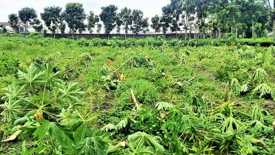 পঞ্চগড়ে প্রবাসীর বাগানের পাঁচ হাজার গাছ কাটল দুর্বৃত্তরা