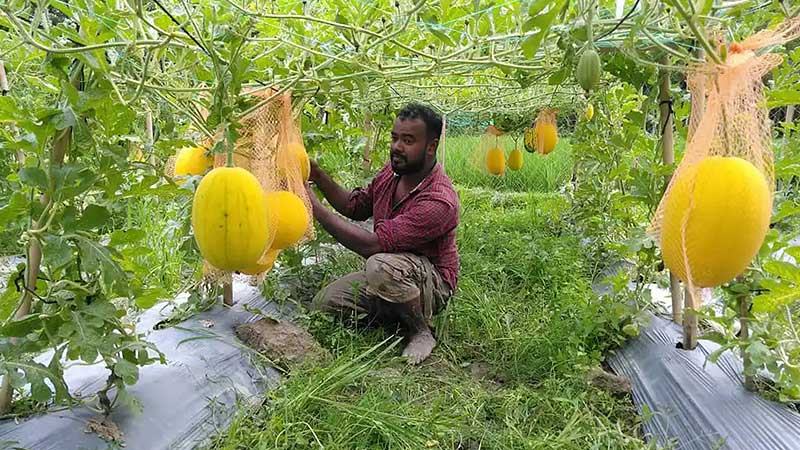 জয়পুরহাটে বারোমাসি তরমুজ চাষে আগ্রহ বাড়ছে কৃষকের