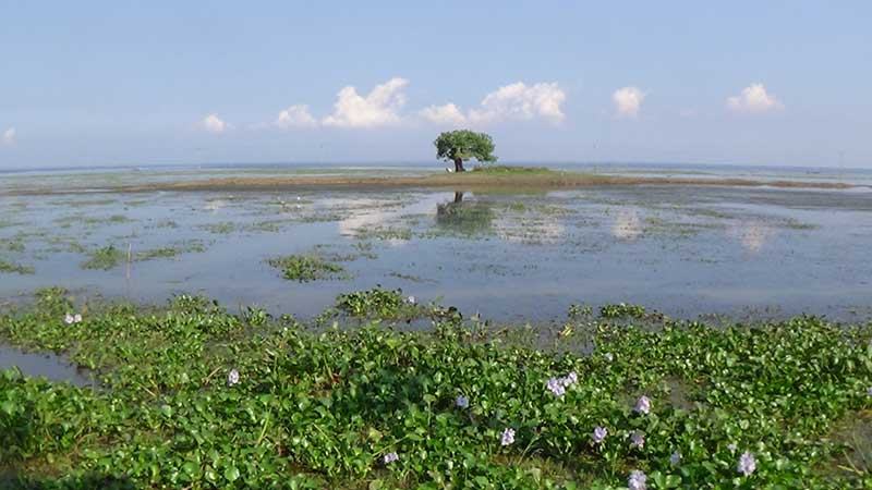 মৌলভীবাজারে অনিশ্চয়তায় দেড় হাজার হেক্টর জমির আমন চাষ